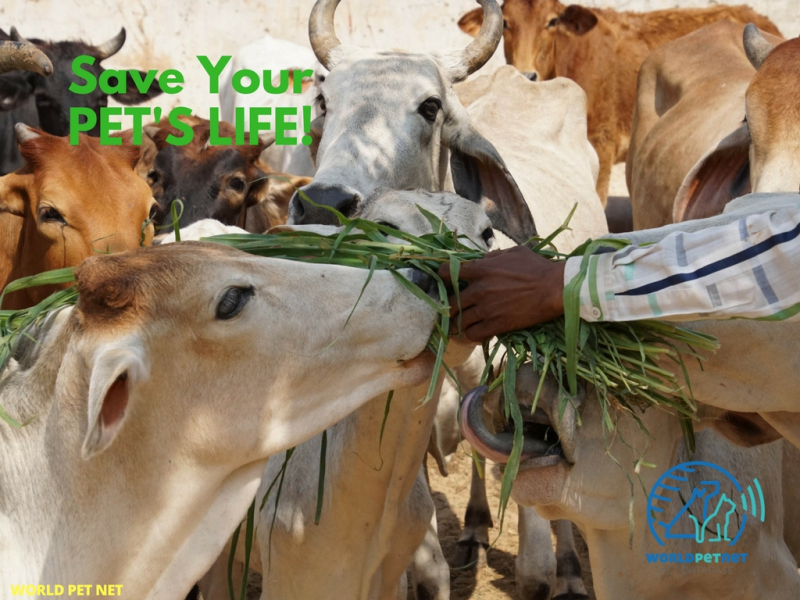 Registrering i WPN av ID-merkede kjæledyr av rasen